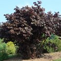 Corylus maxima 'Purpurea' P18 P21